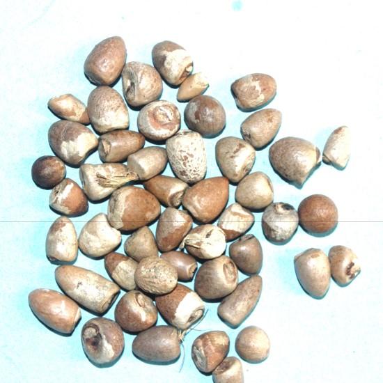 सुपारी (Supari)-50g